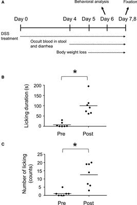 Involvement of Brn3a-positive spinal dorsal horn neurons in the transmission of visceral pain in inflammatory bowel disease model mice